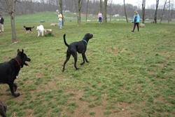 dog park in the poconos