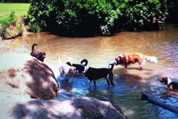 dog park in the poconos