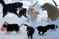 kennels dog friendly care in the poconos, pennsylvania, pet friendly boarding in the poconos, pennsylvania