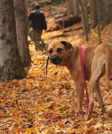 dog park poconos