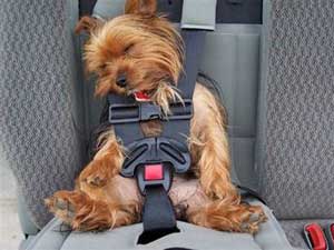 travel with pet on airplane